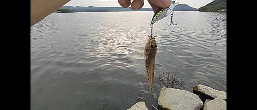 マハゼの釣果