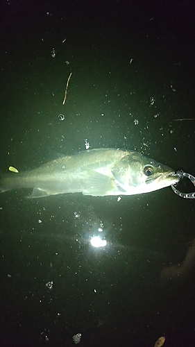 マルスズキの釣果