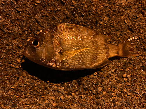 チャリコの釣果