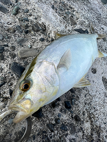 ショゴの釣果