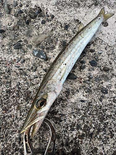 カマスの釣果