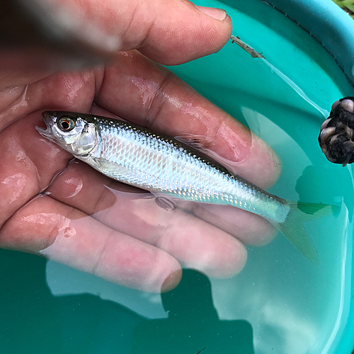 オイカワの釣果