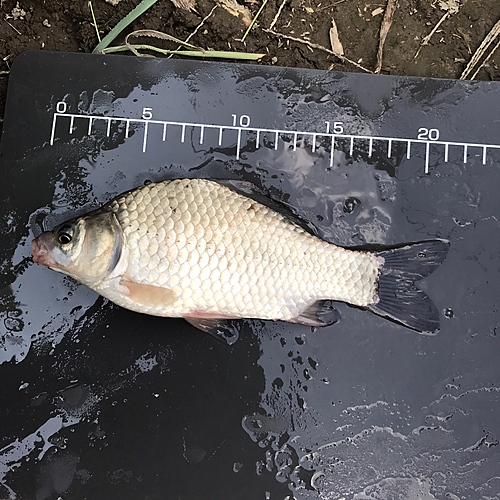 ヘラブナの釣果