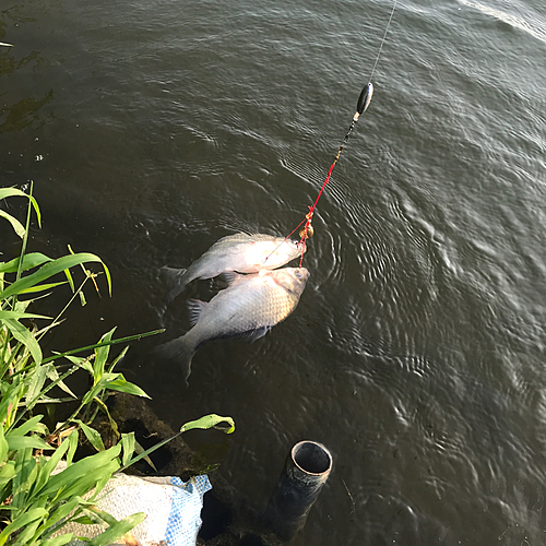 ヘラブナの釣果