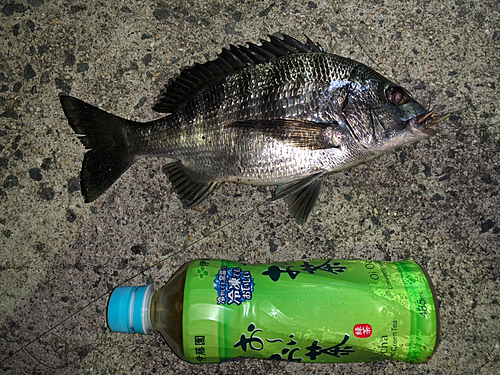 チヌの釣果