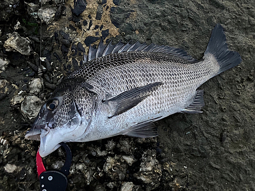 チヌの釣果