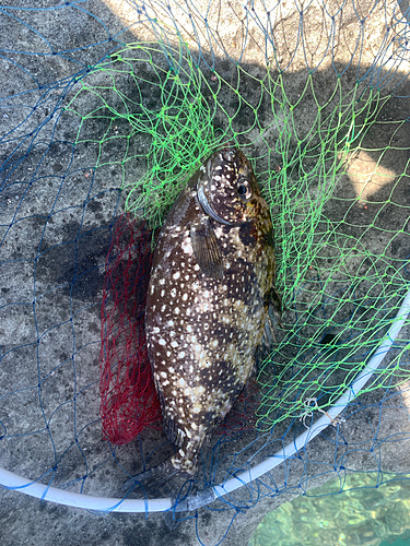 アイゴの釣果