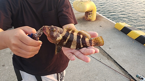 アオハタの釣果