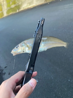 キスの釣果