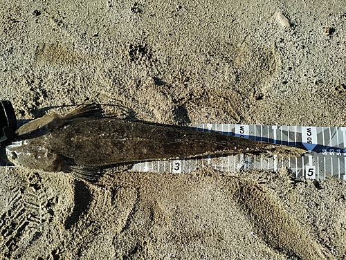 マゴチの釣果