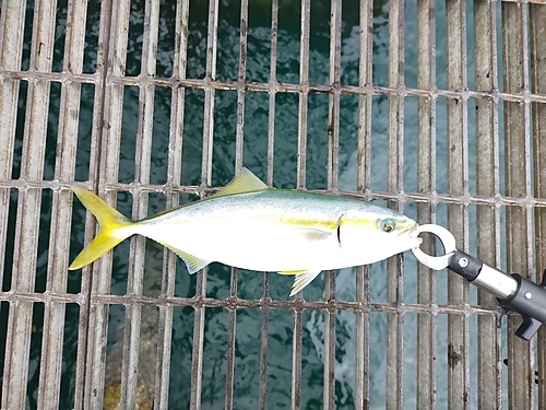 ツバスの釣果