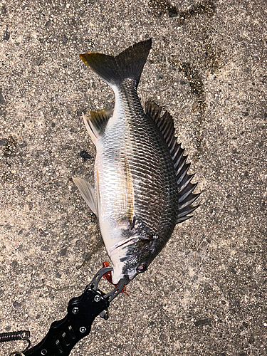 キビレの釣果