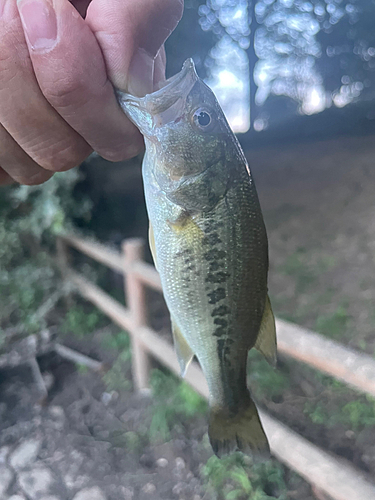 ラージマウスバスの釣果