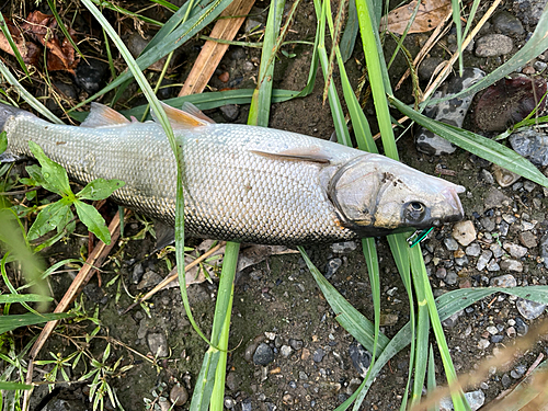 ウグイの釣果