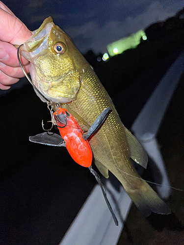 ラージマウスバスの釣果