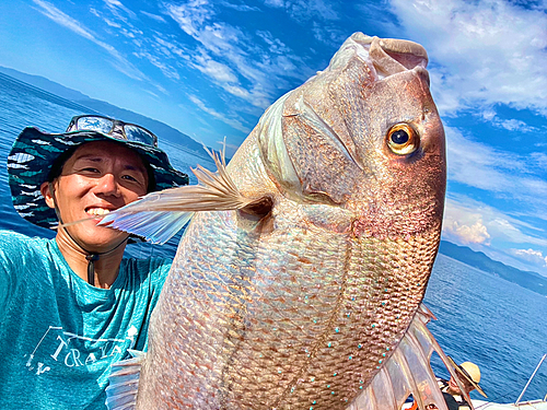 マダイの釣果