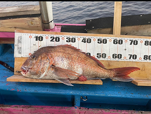 タイの釣果