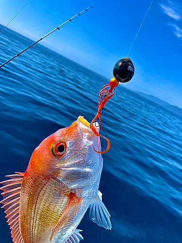 レンコダイの釣果