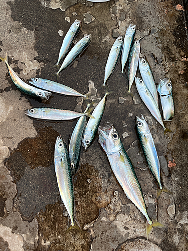 マサバの釣果