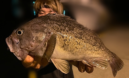 クロソイの釣果