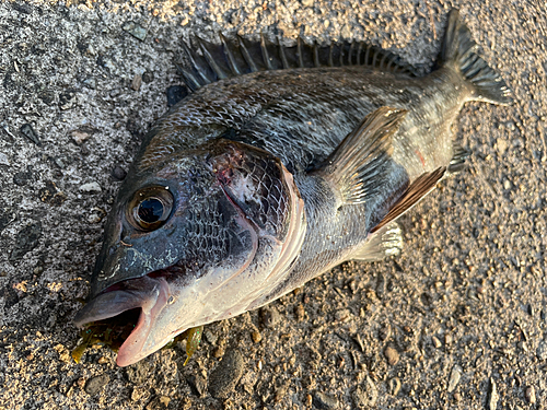 クロダイの釣果