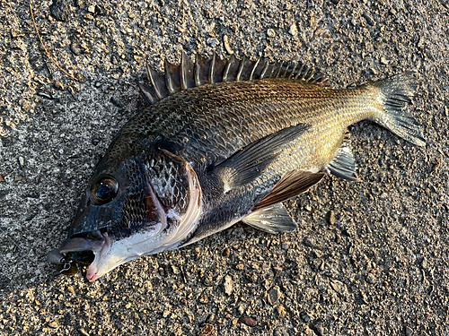 クロダイの釣果