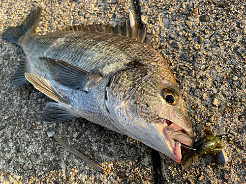 クロダイの釣果