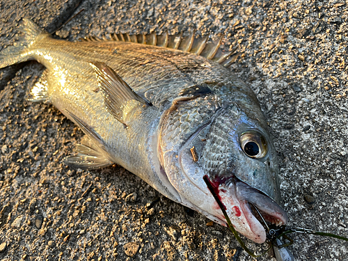 クロダイの釣果