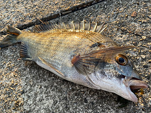 クロダイの釣果