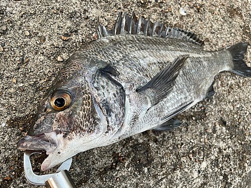 クロダイの釣果