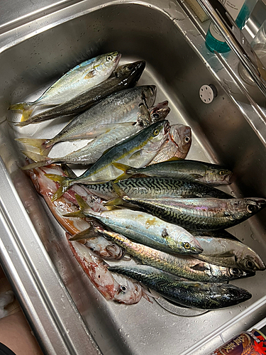 サバの釣果