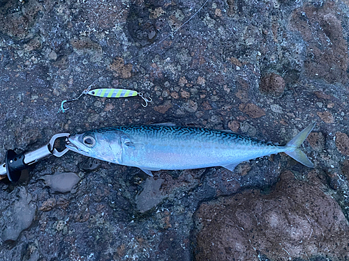 サバの釣果