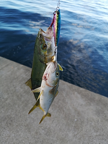 ツバスの釣果