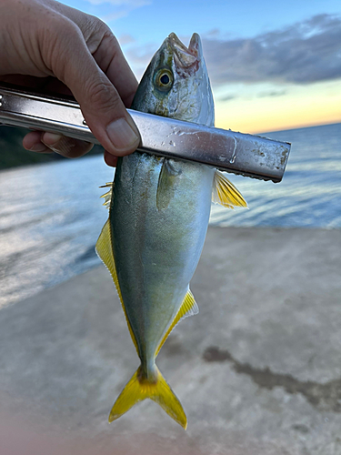 ツバスの釣果