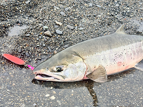 アキアジの釣果