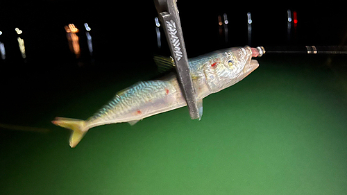 サバの釣果