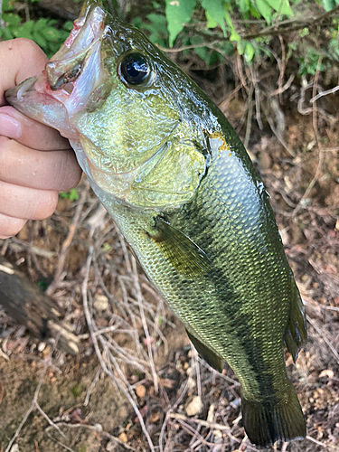 ラージマウスバスの釣果