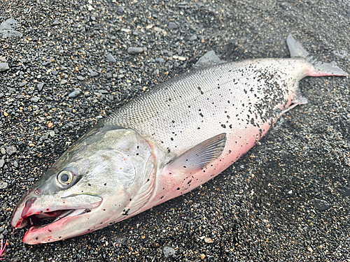 アキアジの釣果