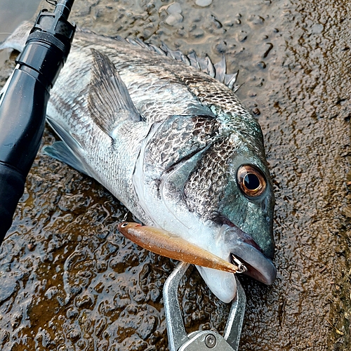 チヌの釣果