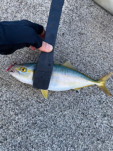 ツバスの釣果