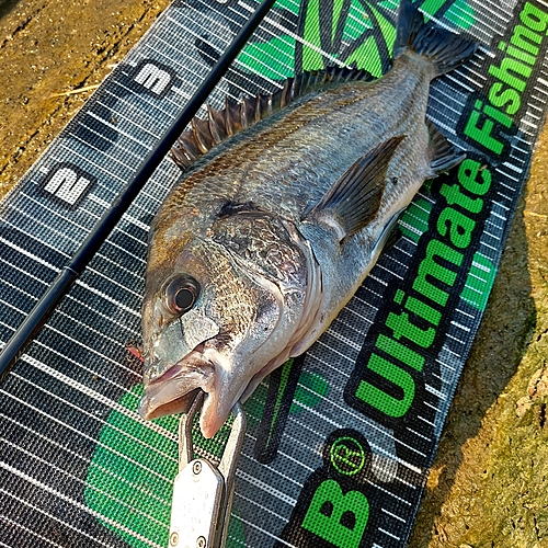 チヌの釣果