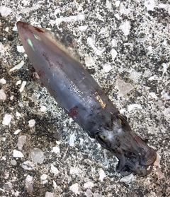 ケンサキイカの釣果