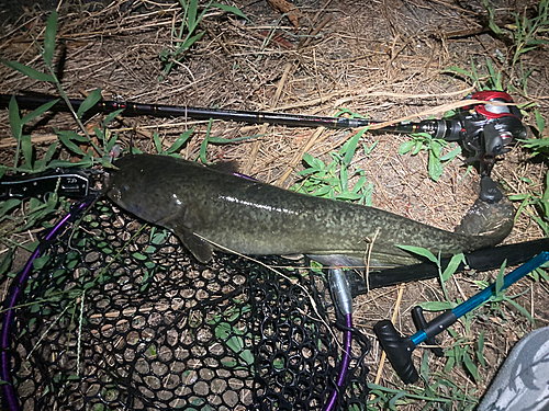 ナマズの釣果