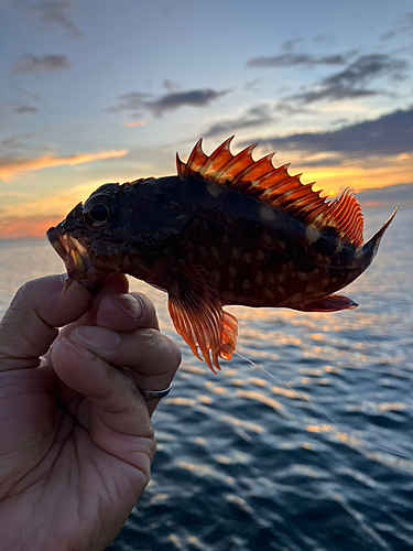 ガシラの釣果