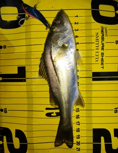 シーバスの釣果