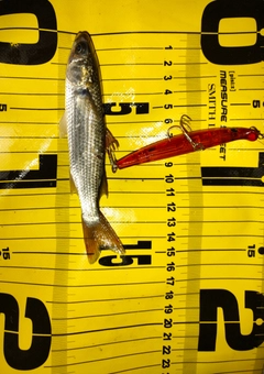 ボラの釣果