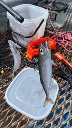 サバの釣果