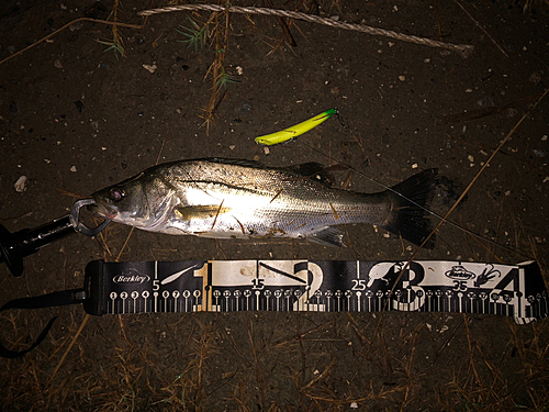 シーバスの釣果