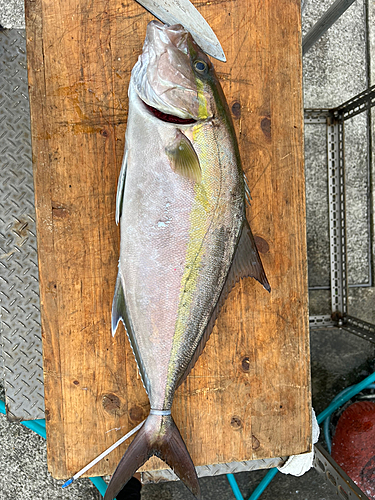 ヒレナガカンパチの釣果