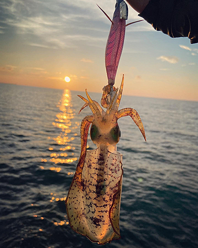 アオリイカの釣果